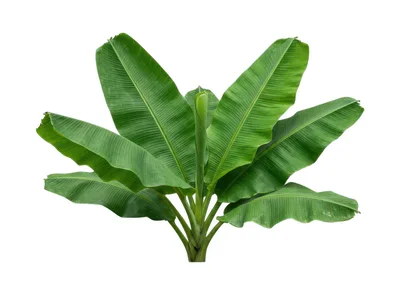 Young Banana Plant With Vibrant Green Leaves