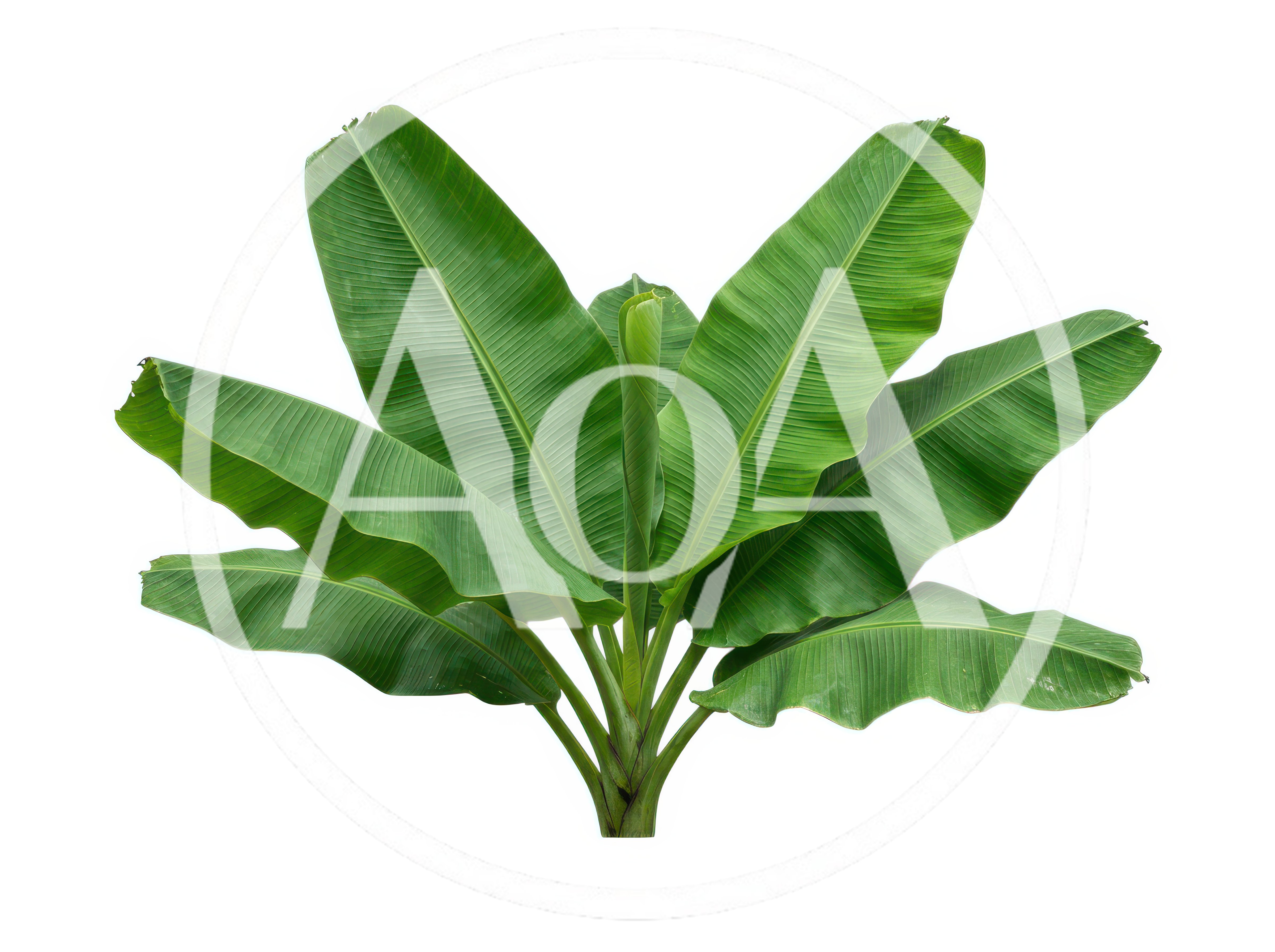 Young Banana Plant With Vibrant Green Leaves