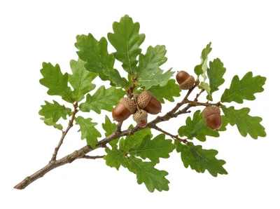 Oak Tree Branch With Green Leaves And Acorns