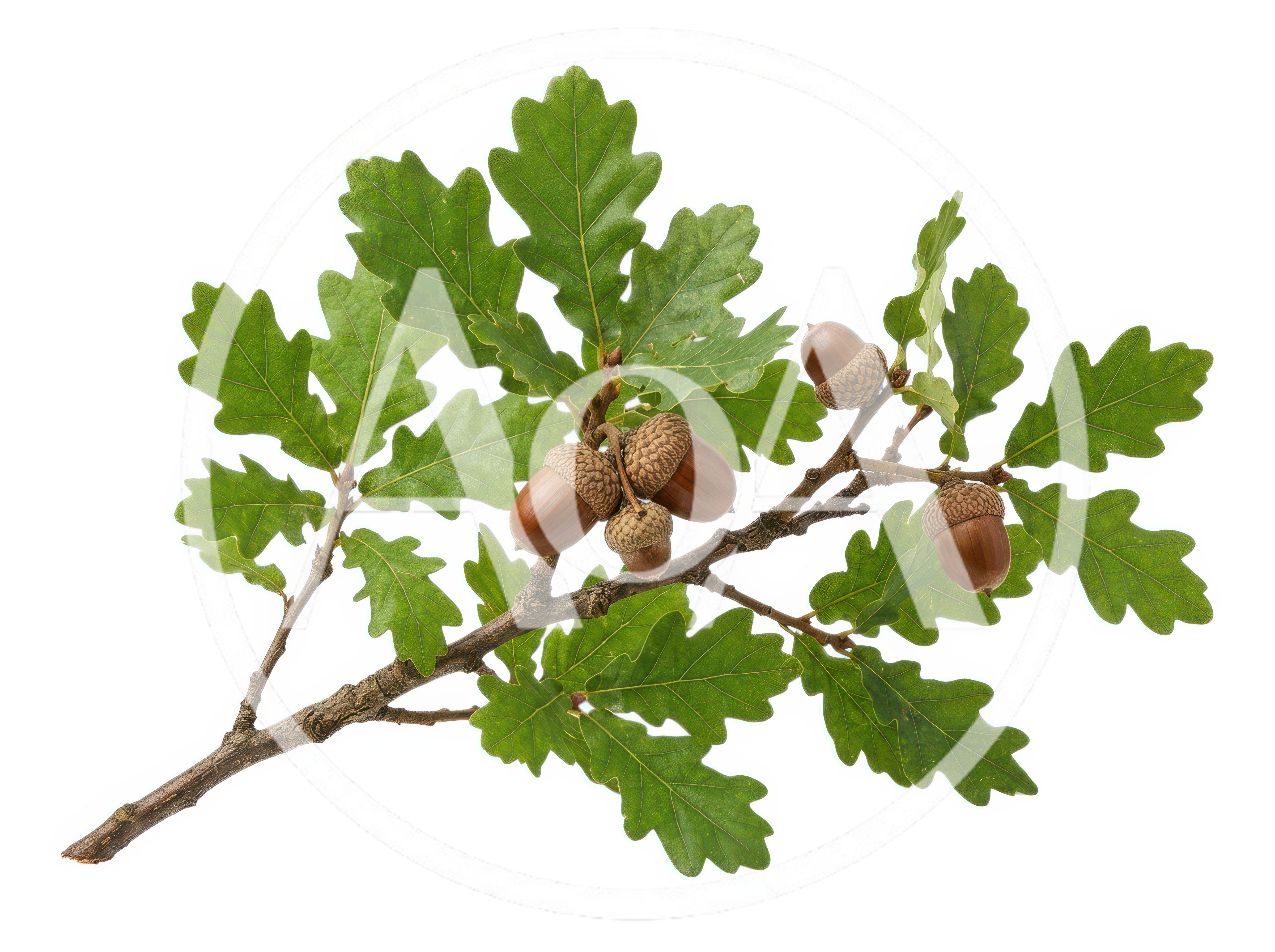 Oak Tree Branch With Green Leaves And Acorns