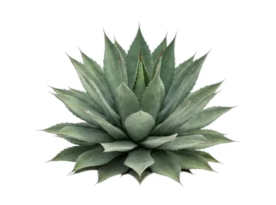 Agave Plant Isolated On White Background