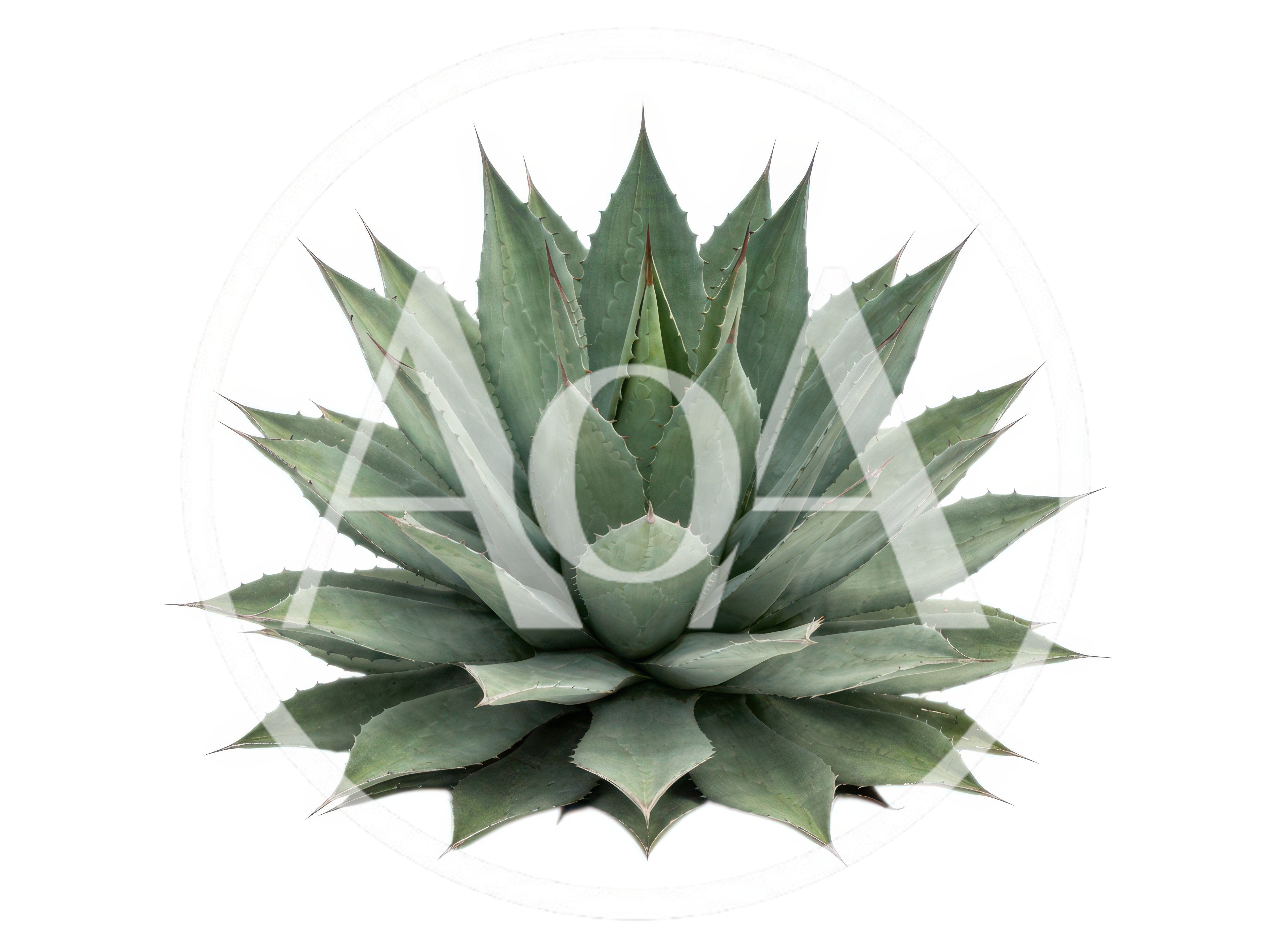 Agave Plant Isolated On White Background