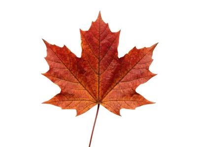 Single Red Maple Leaf Isolated On White Background