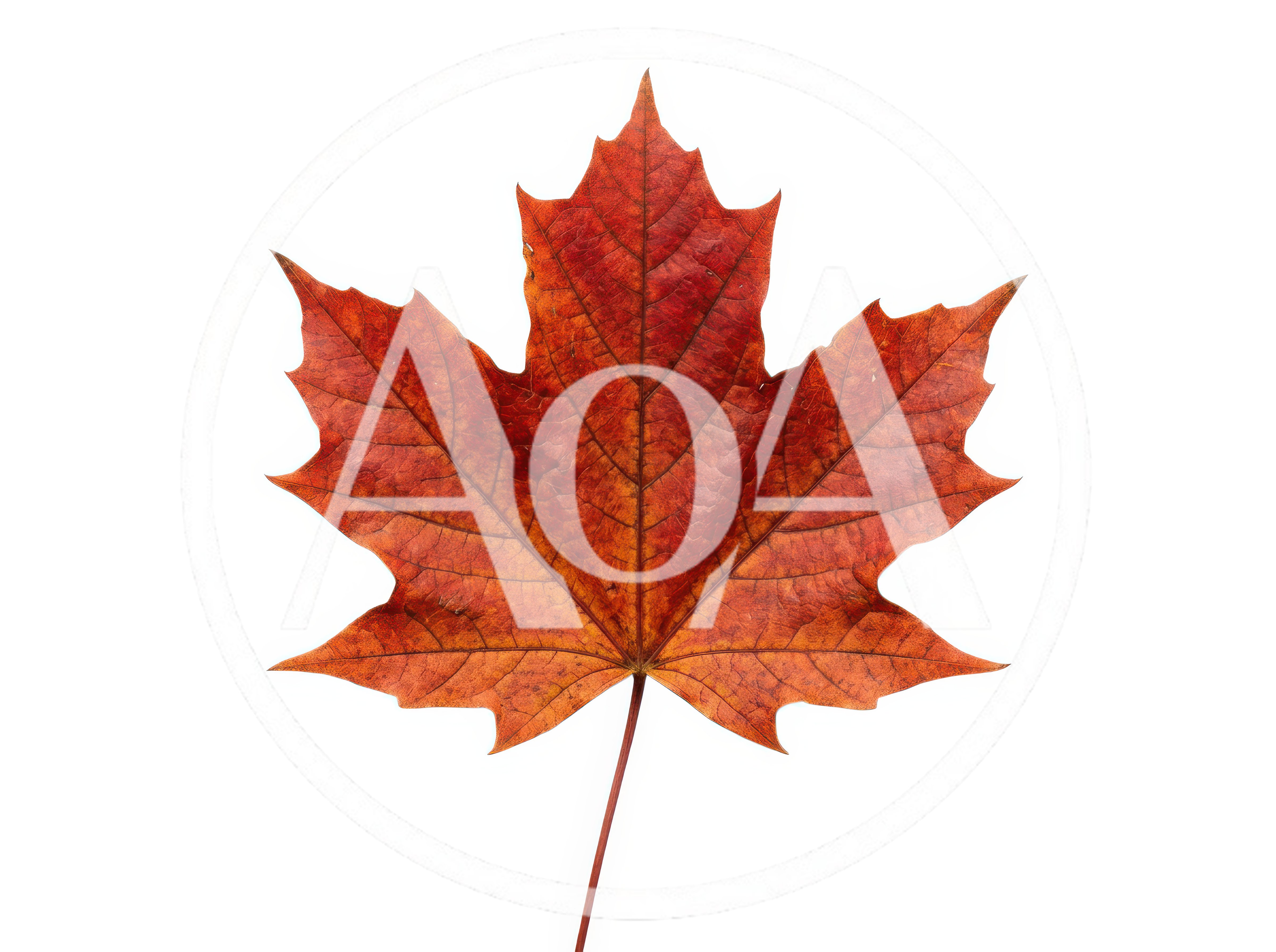 Single Red Maple Leaf Isolated On White Background