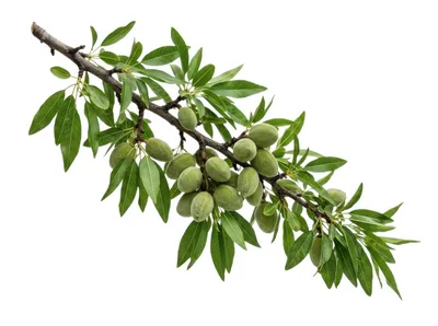 Almond Branch With Green Unripe Fruits