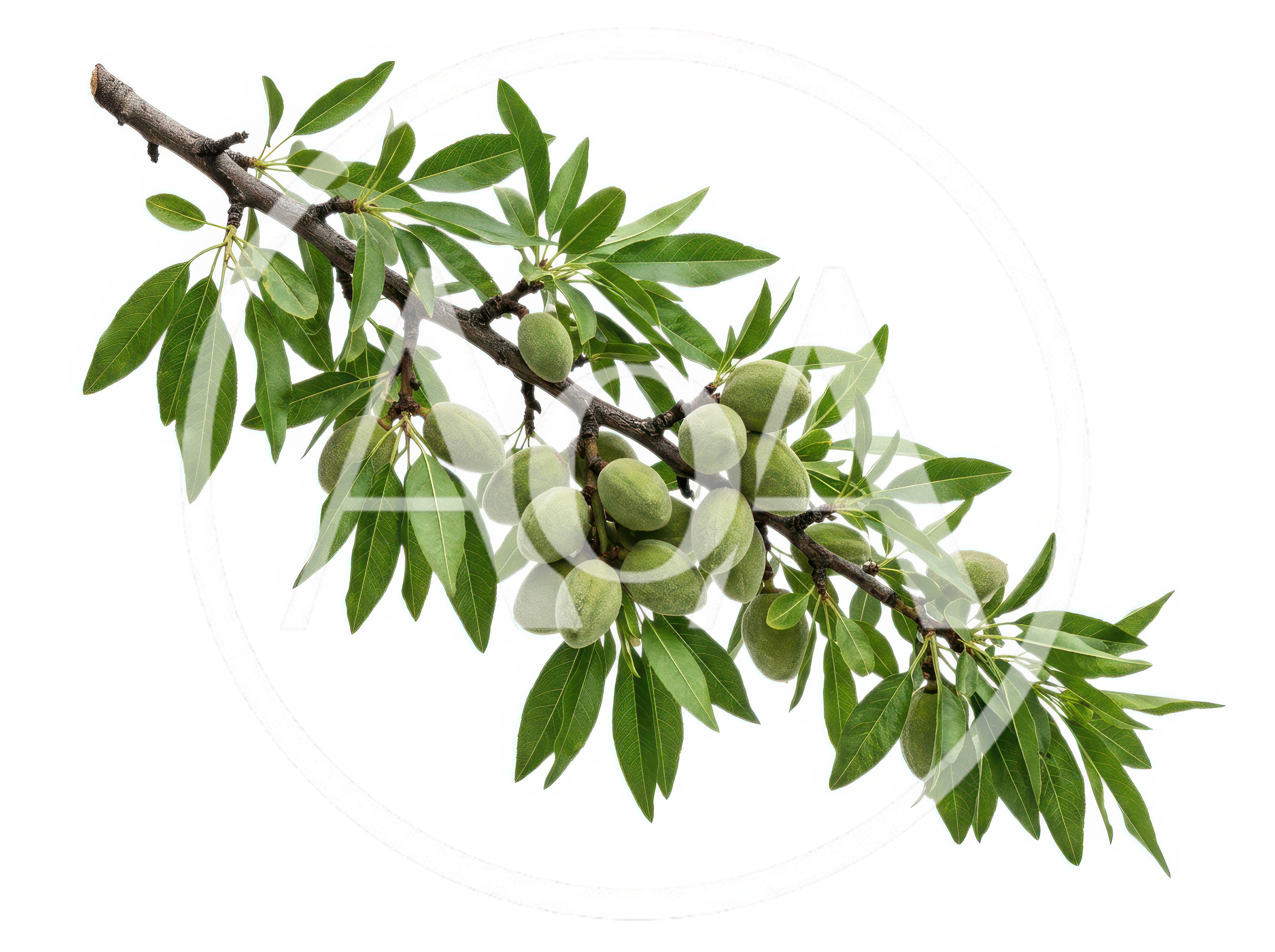Almond Branch With Green Unripe Fruits