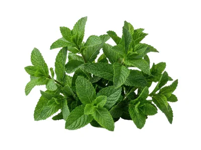 Fresh Green Mint Leaves Isolated On White Background