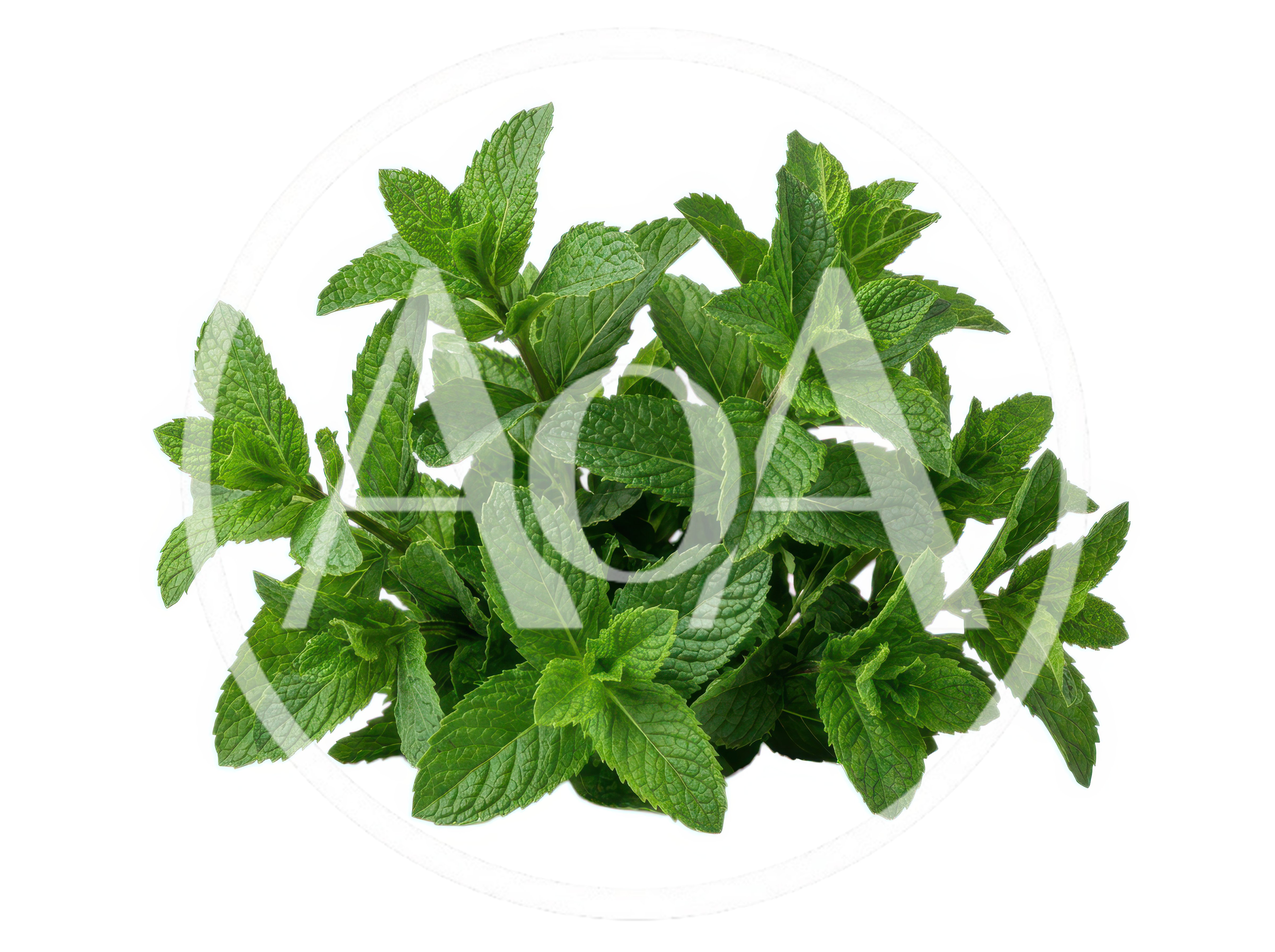 Fresh Green Mint Leaves Isolated On White Background