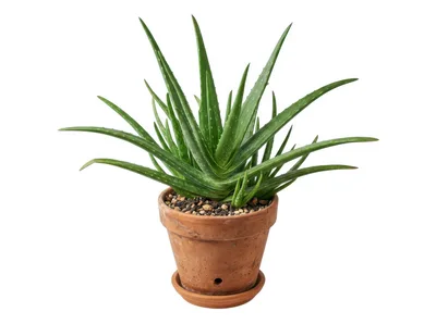 Potted Aloe Vera Plant Isolated On White Background