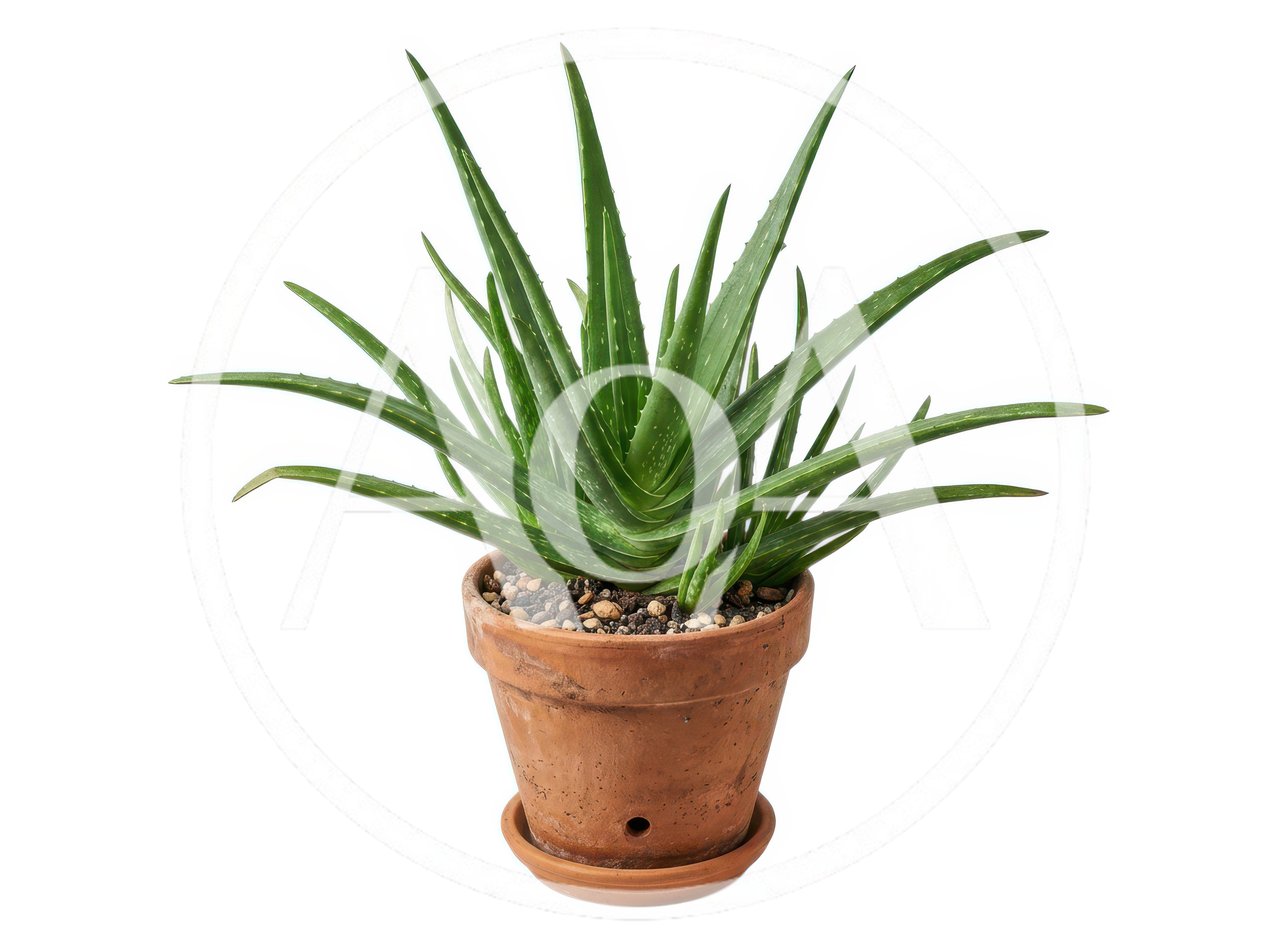 Potted Aloe Vera Plant Isolated On White Background