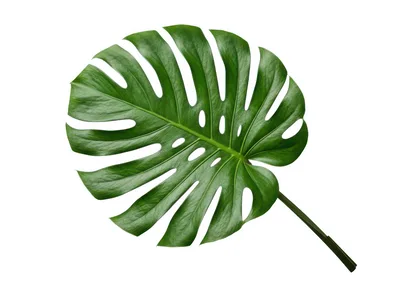 Single Monstera Deliciosa Leaf Isolated On White Background