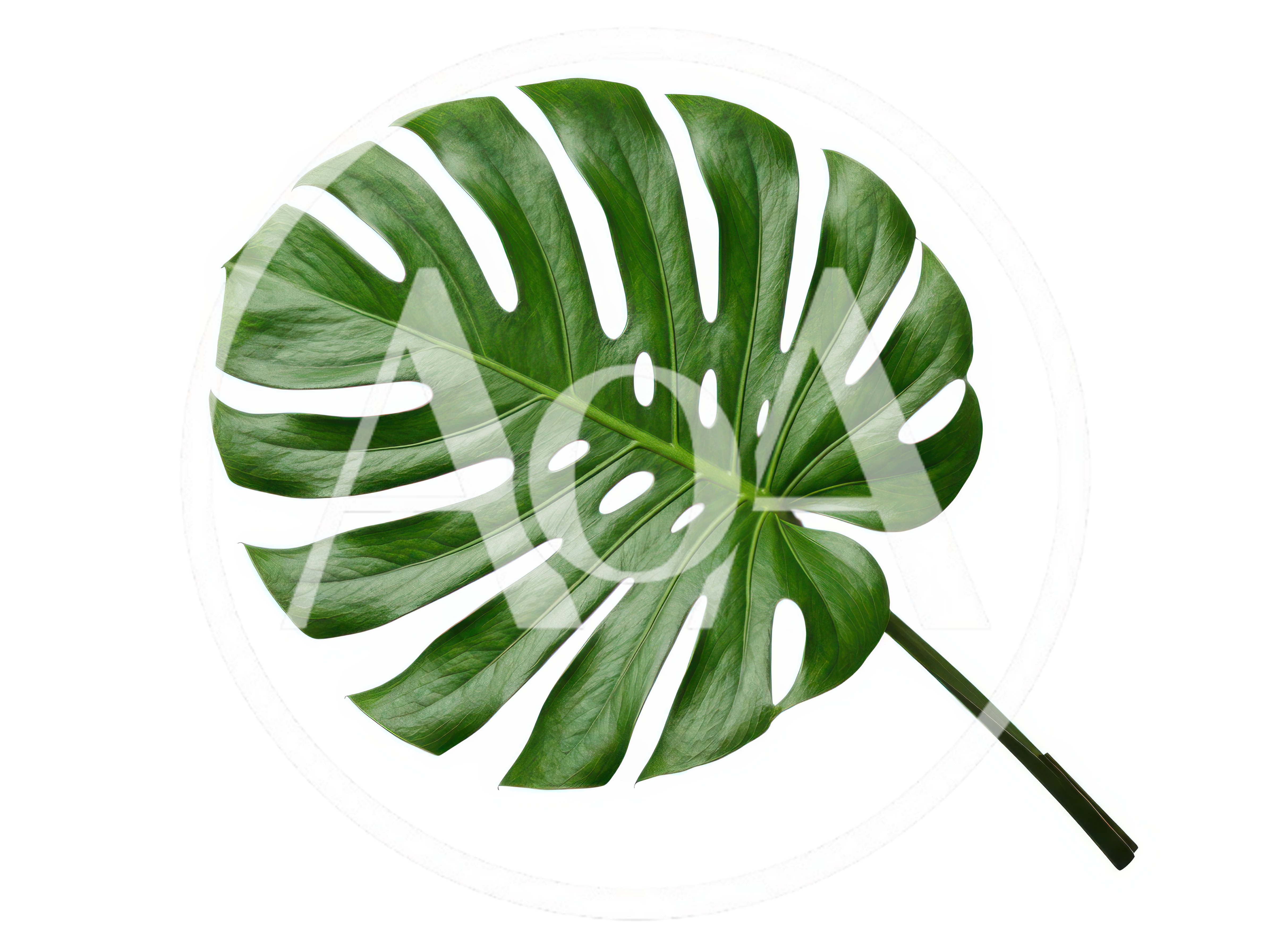 Single Monstera Deliciosa Leaf Isolated On White Background