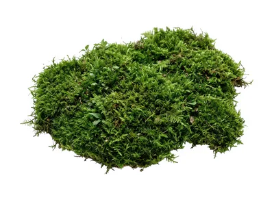 Green Moss Patch Isolated On White Background