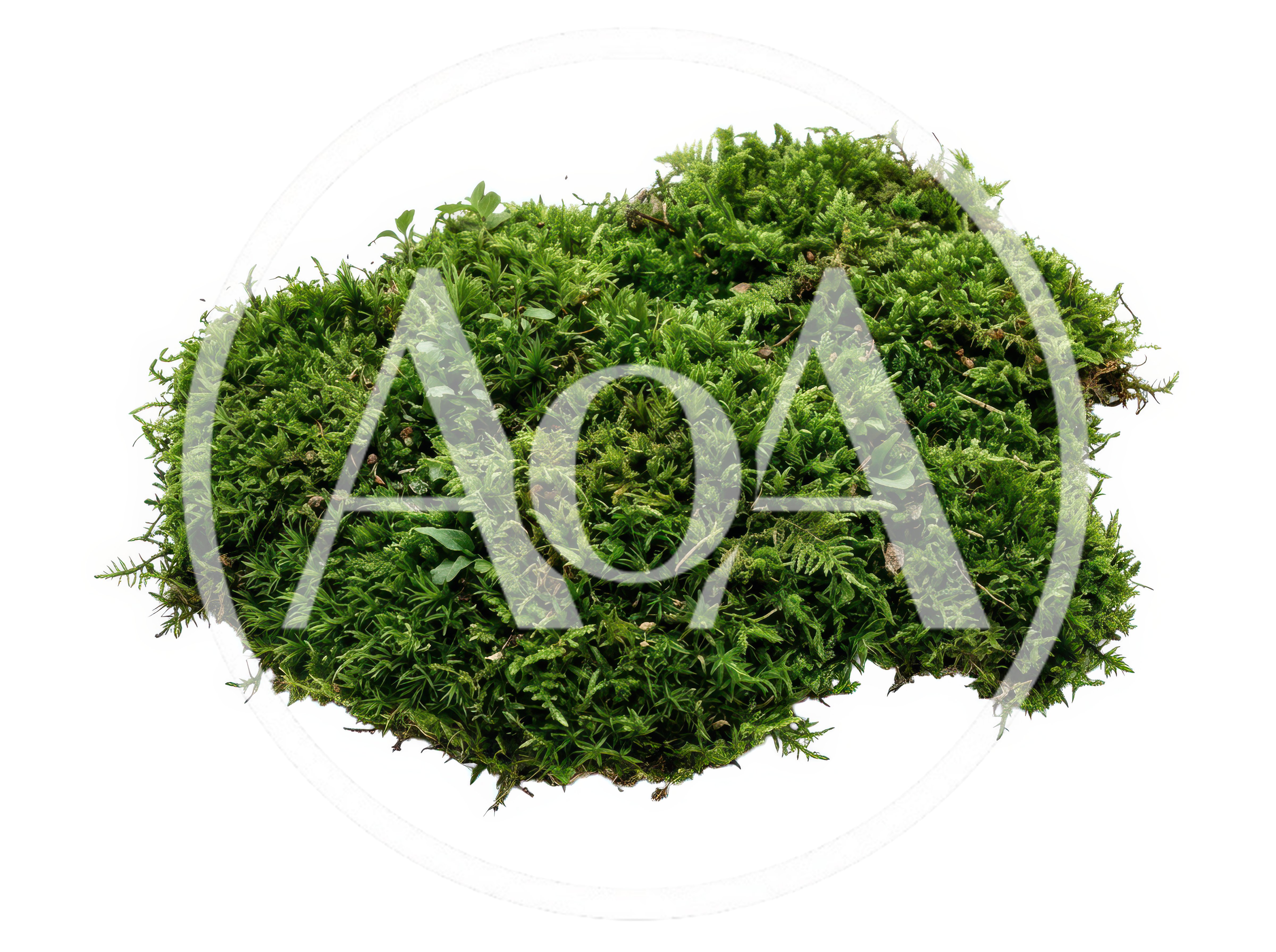 Green Moss Patch Isolated On White Background