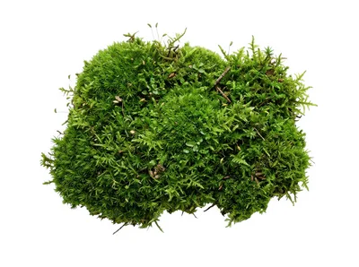 Green Moss Clump Isolated On White Background