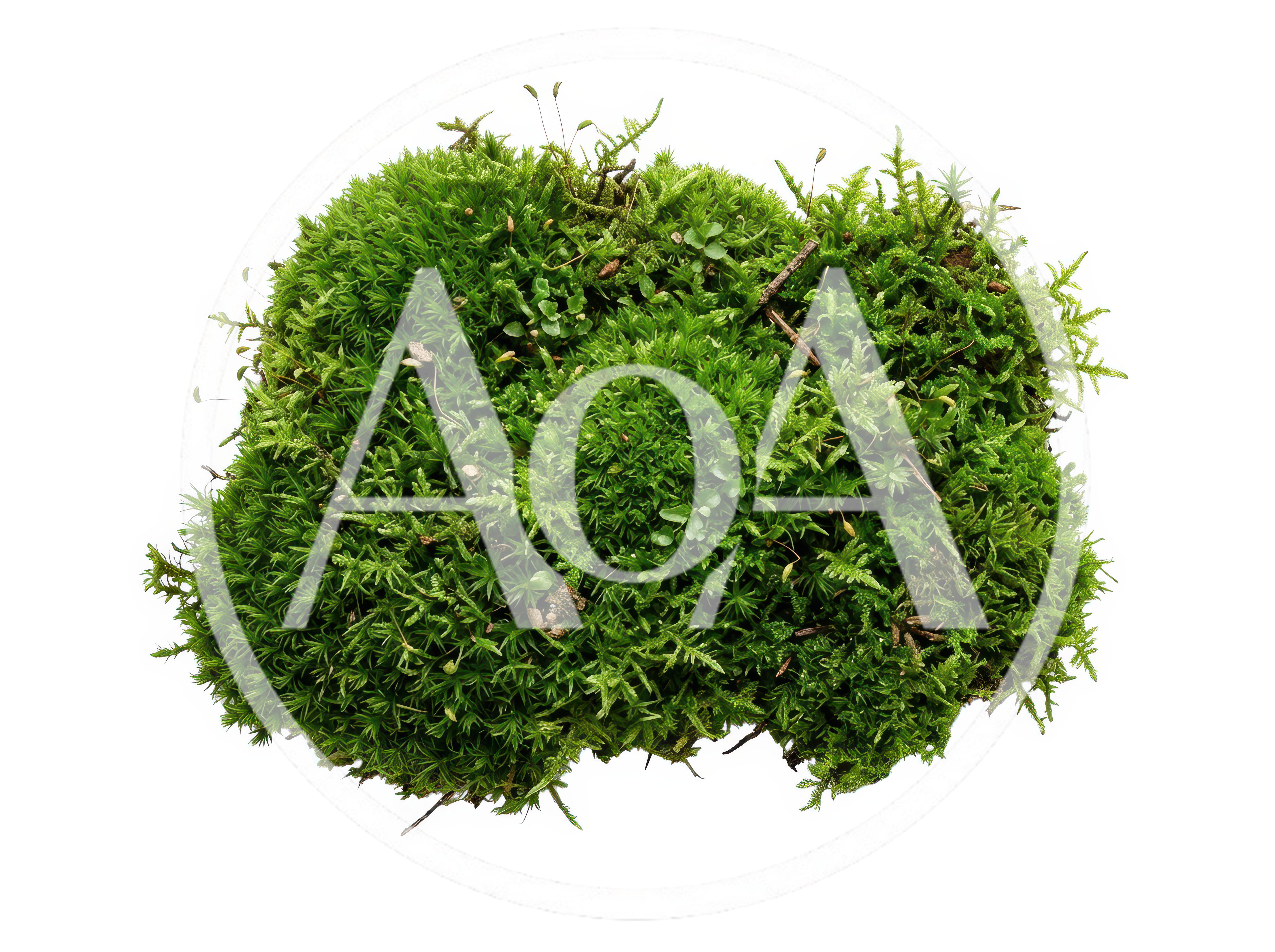 Green Moss Clump Isolated On White Background