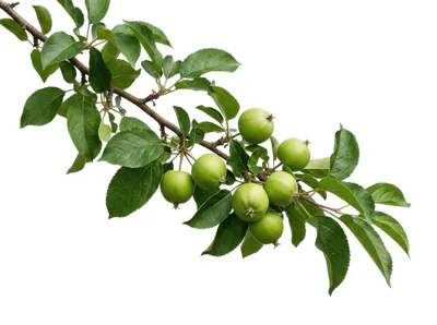 Green Apples Growing On A Branch