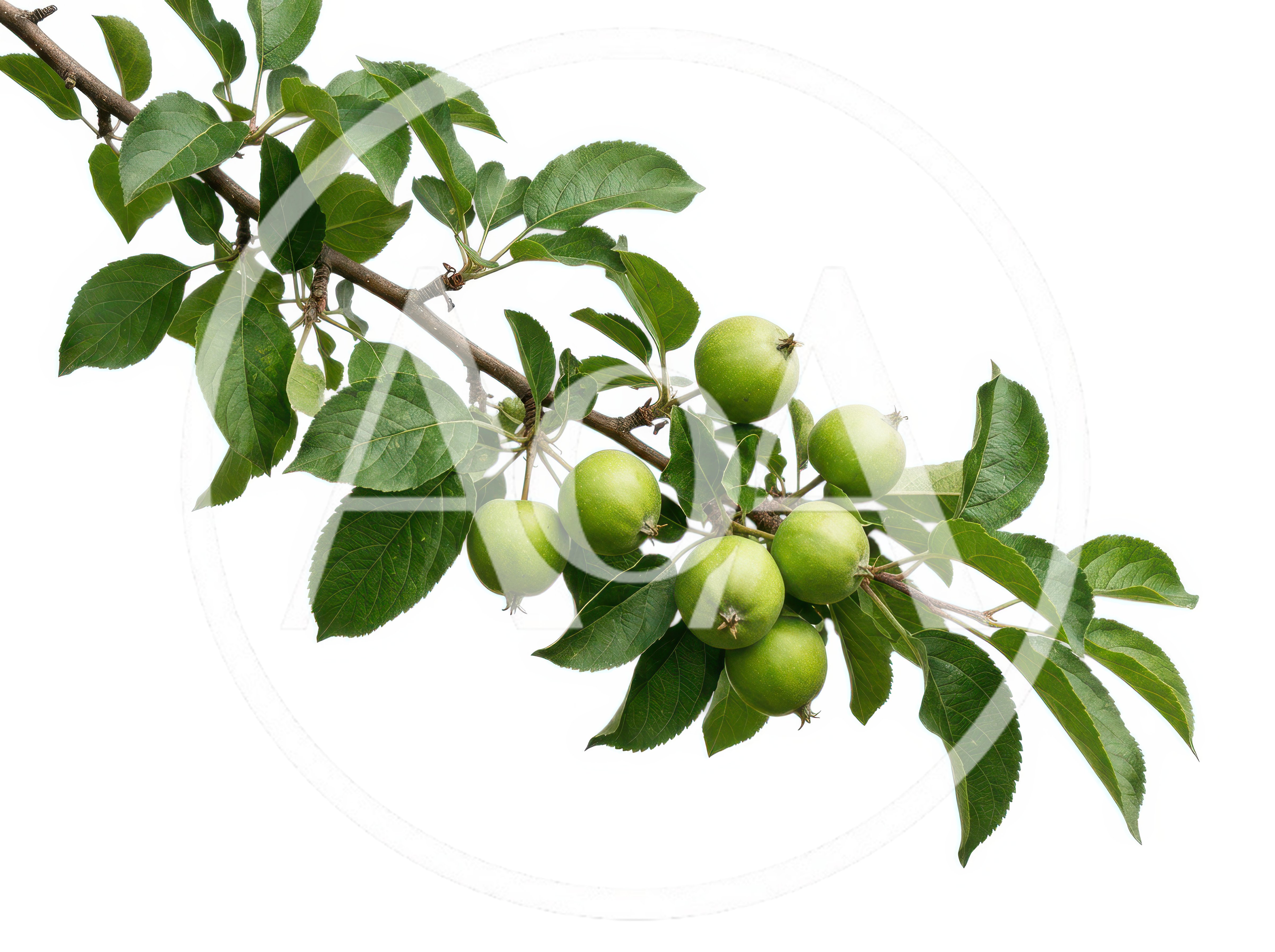 Green Apples Growing On A Branch