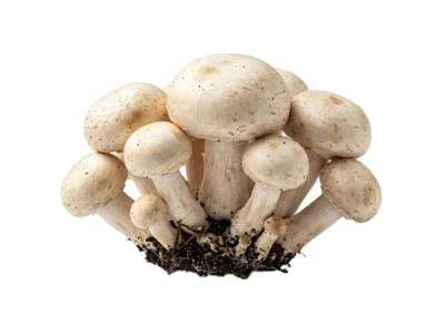 Cluster Of Fresh White Button Mushrooms With Soil
