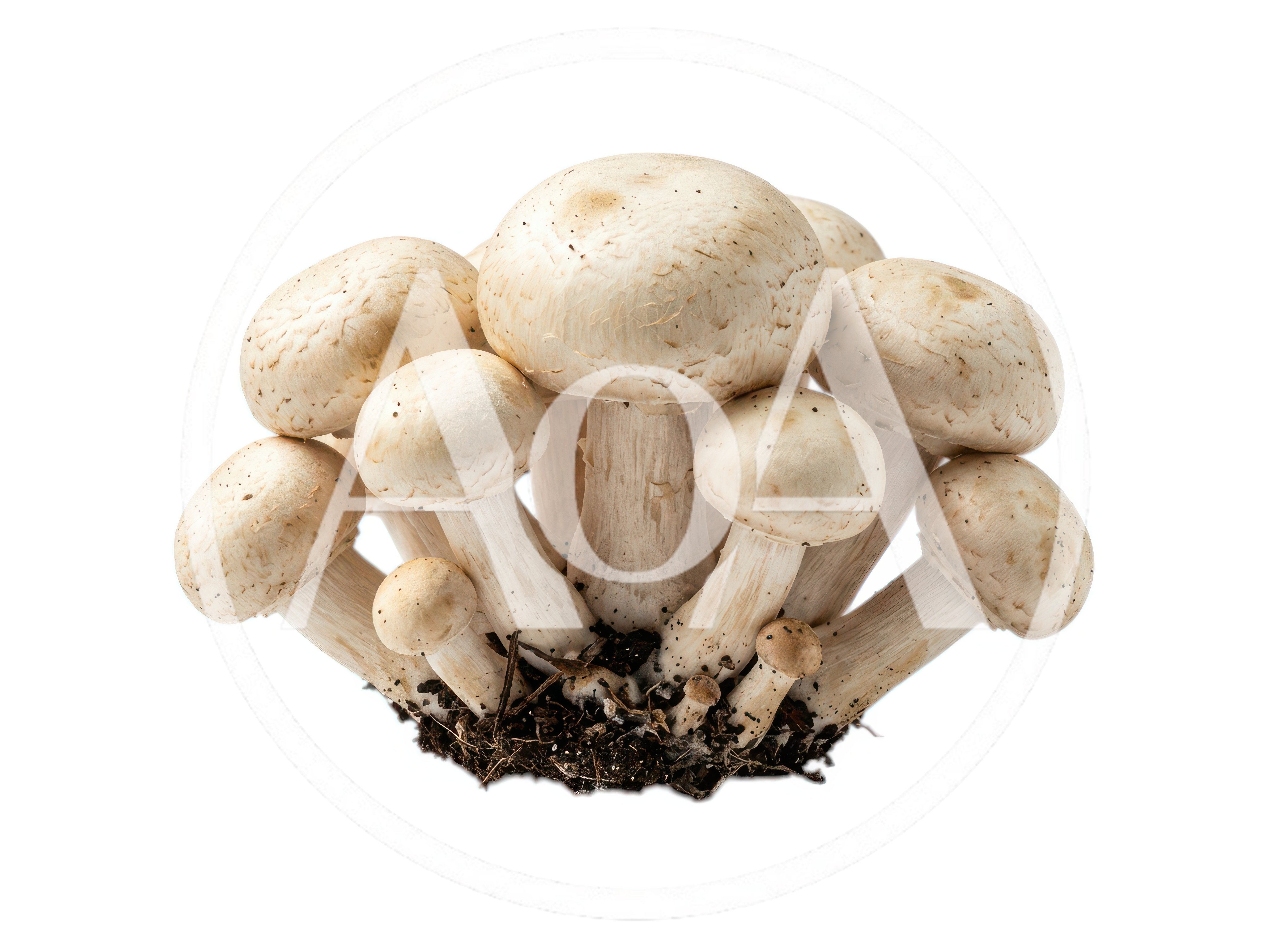 Cluster Of Fresh White Button Mushrooms With Soil