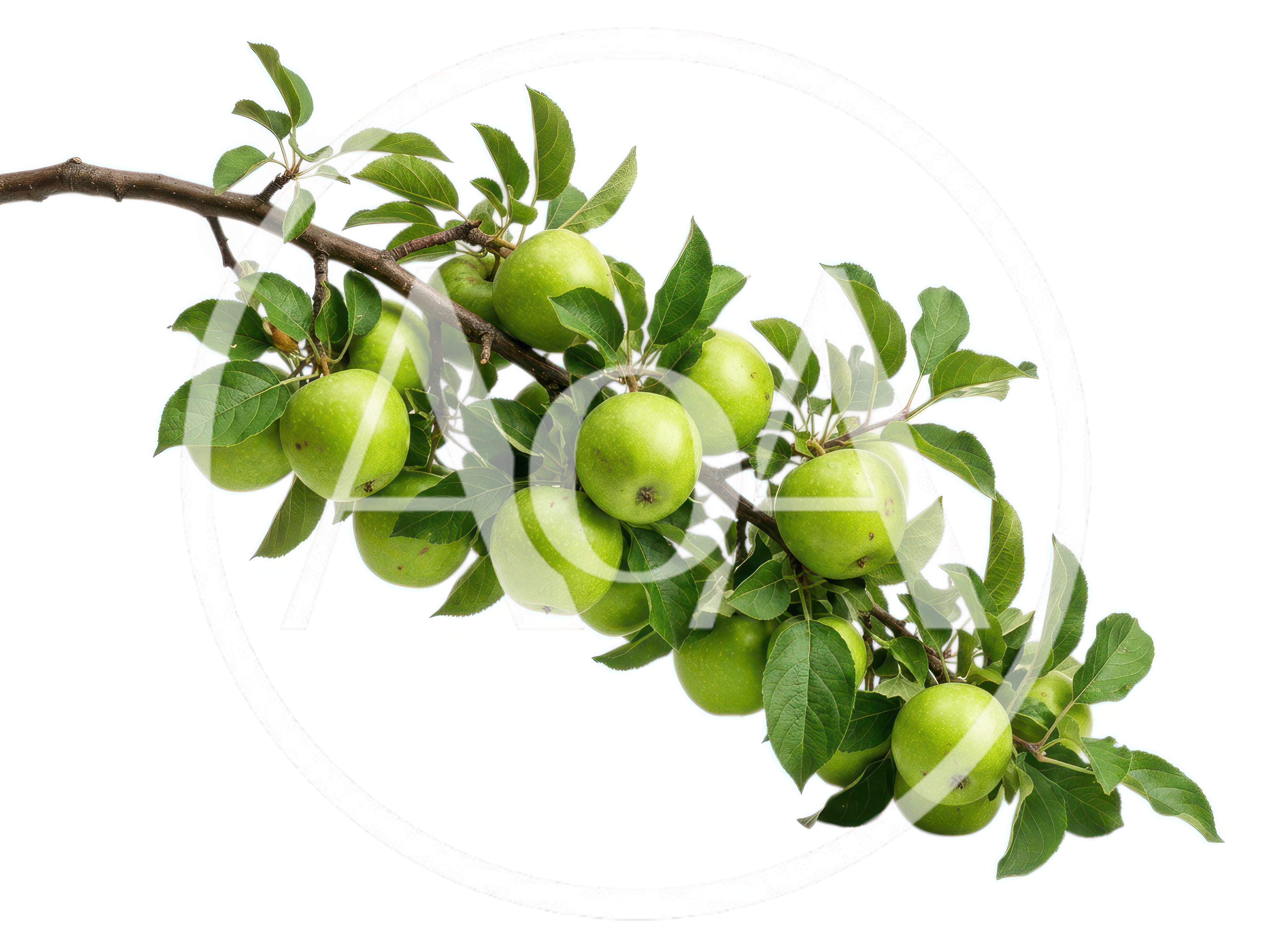 Green Apples Hanging On A Branch