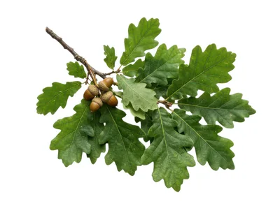 Oak Tree Branch With Green Leaves And Acorns