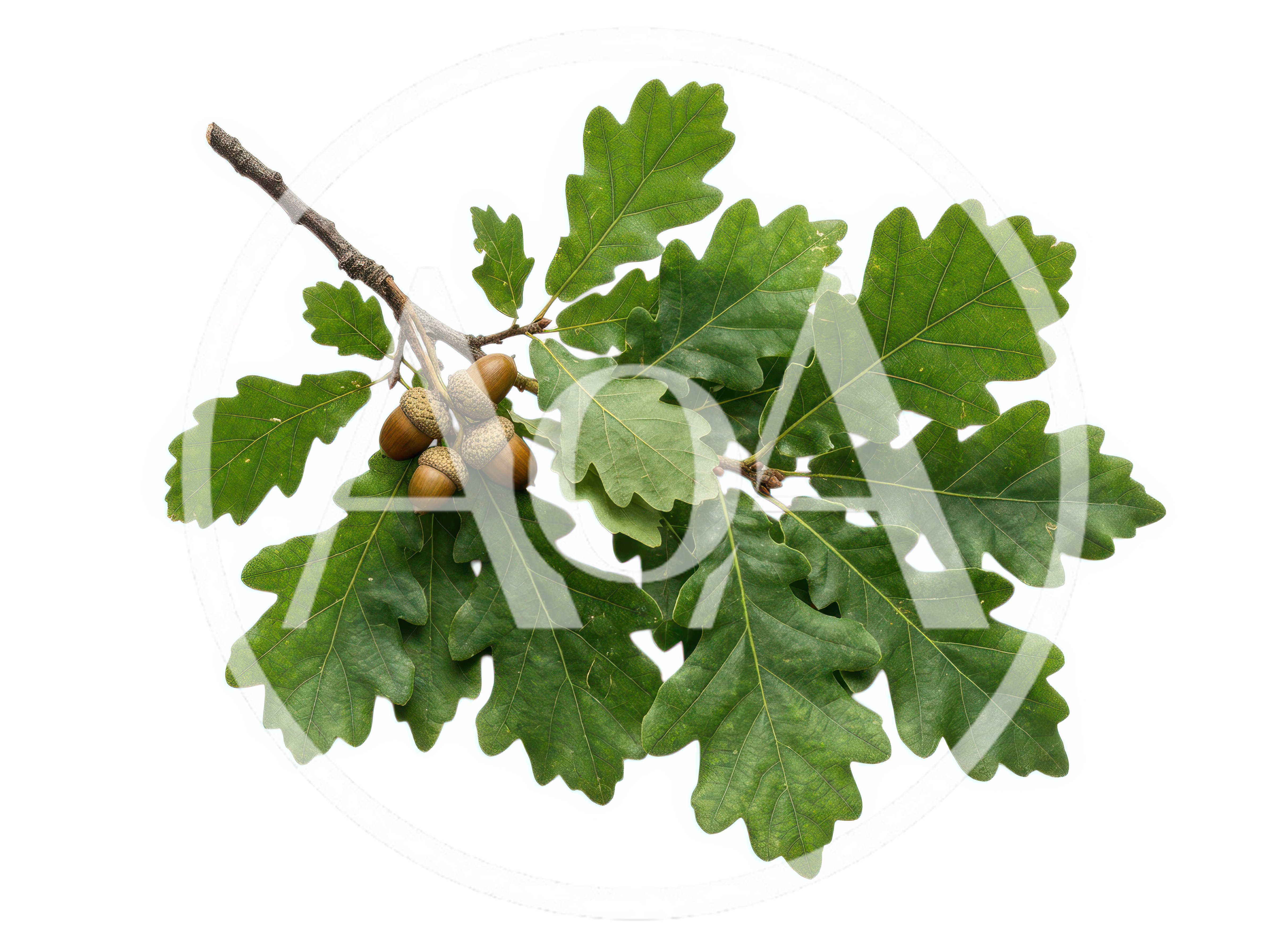 Oak Tree Branch With Green Leaves And Acorns