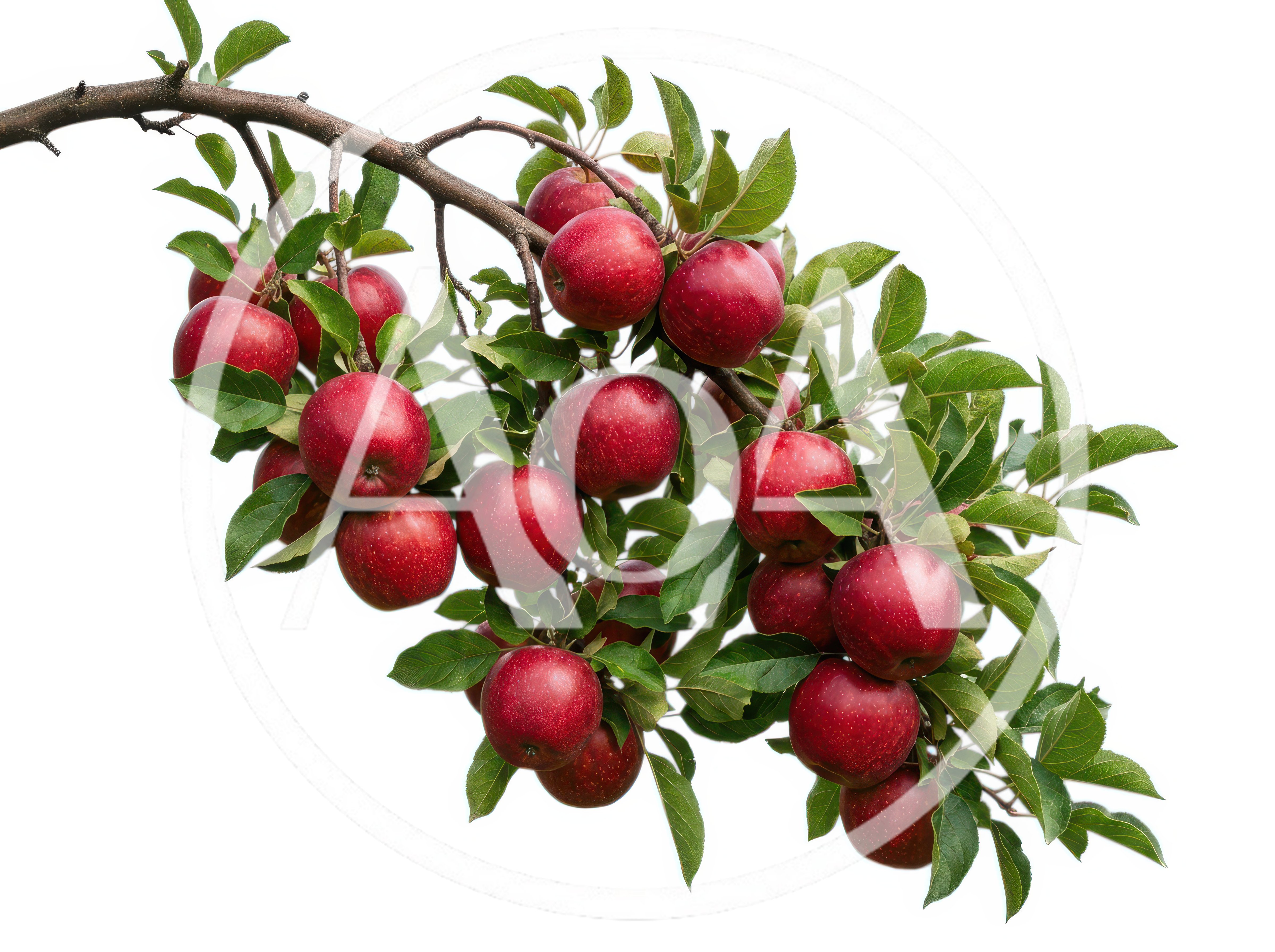 Red Apples Hanging From A Fruit Tree Branch
