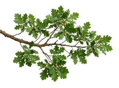 Oak Tree Branch With Green Leaves And Acorns