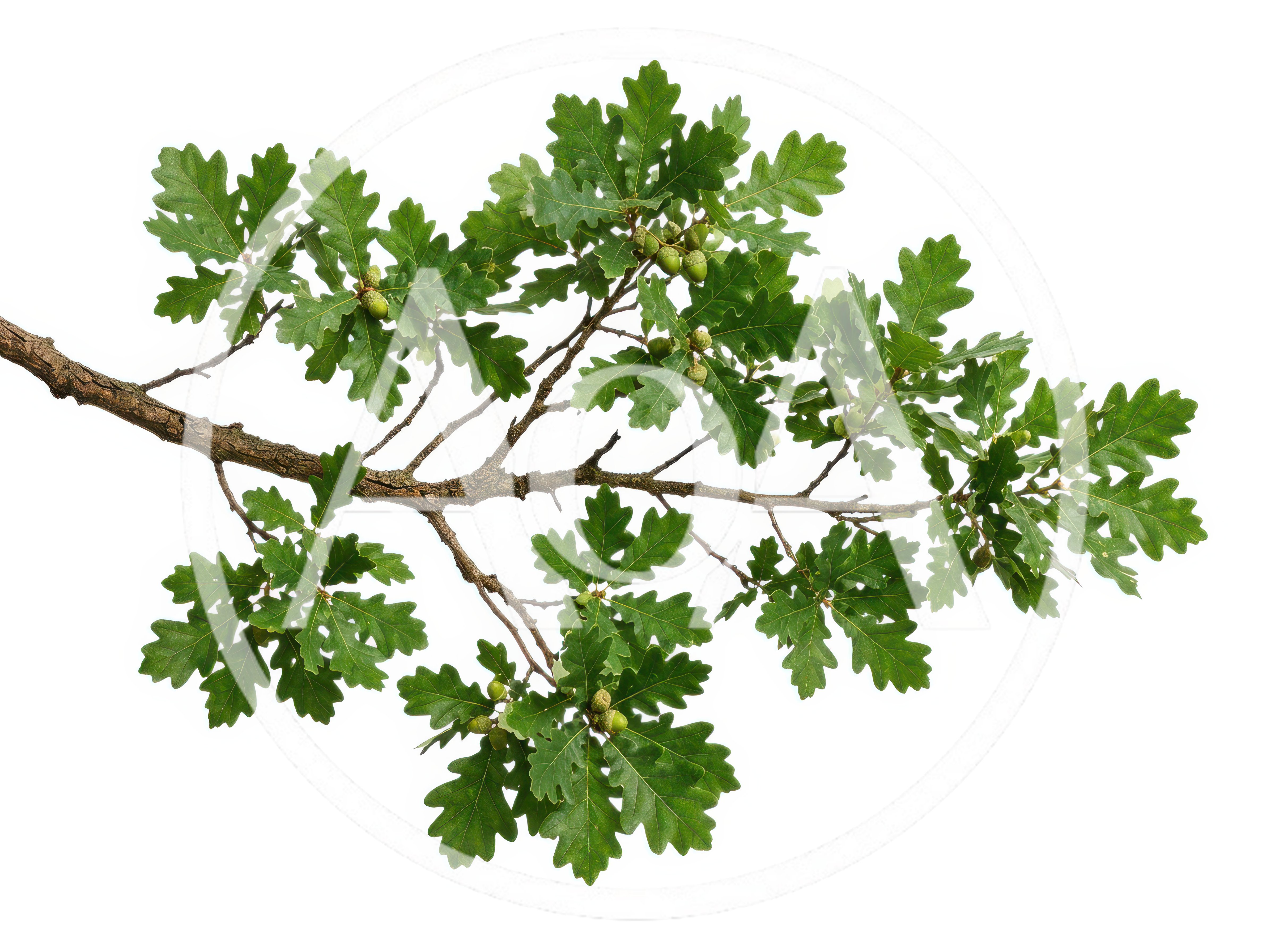 Oak Tree Branch With Green Leaves And Acorns