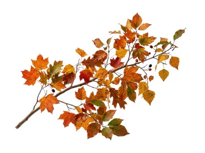 Autumn Maple Branch With Colorful Fall Leaves