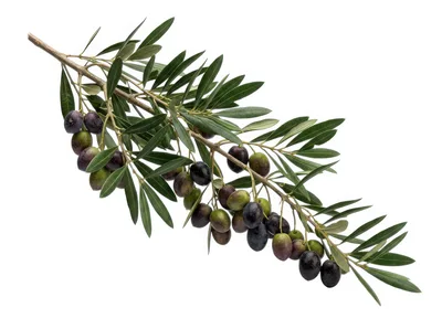 Olive Branch With Ripe And Unripe Olives