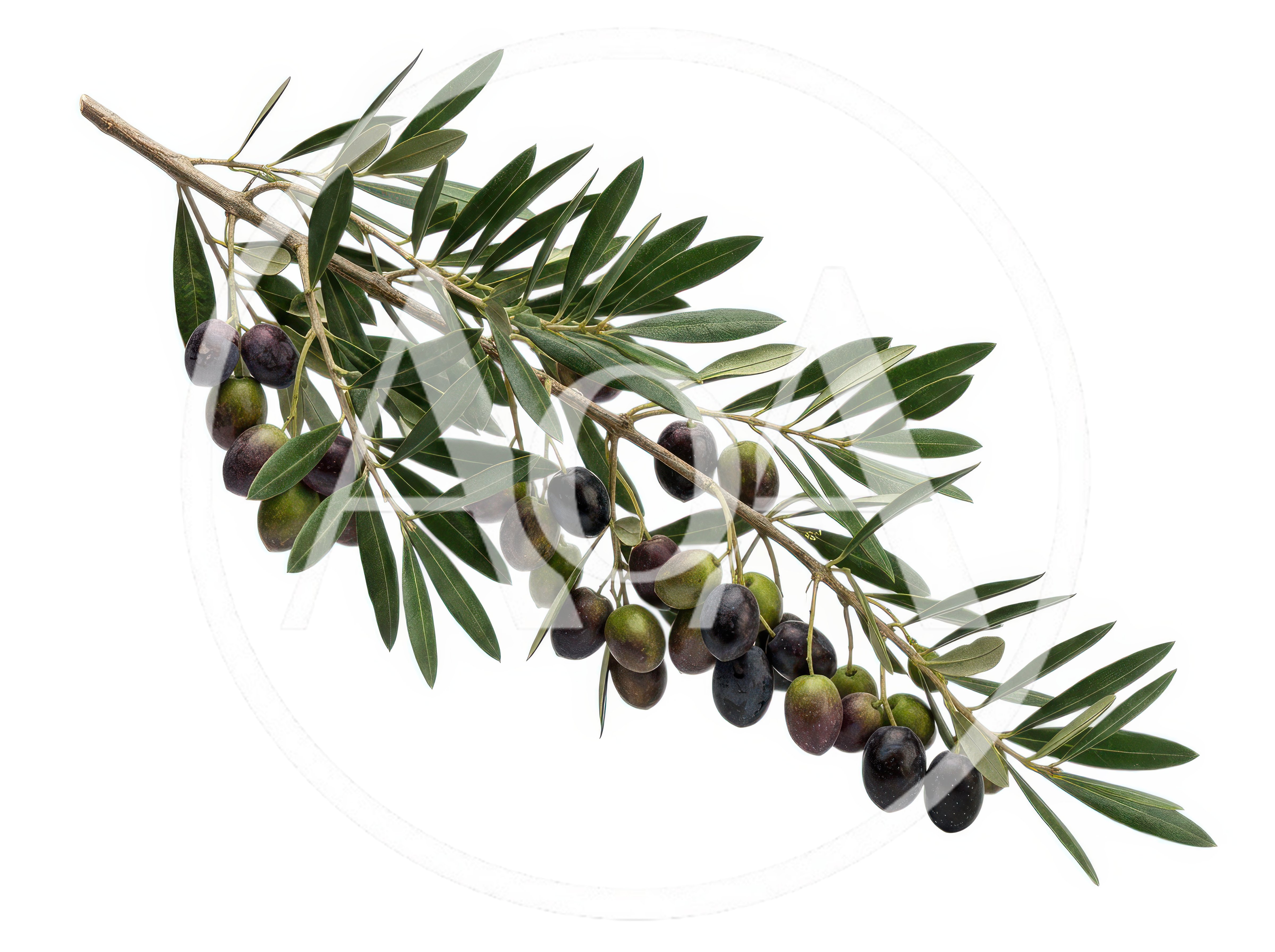Olive Branch With Ripe And Unripe Olives