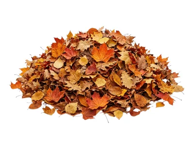 Large Pile Of Colorful Autumn Leaves On White Background