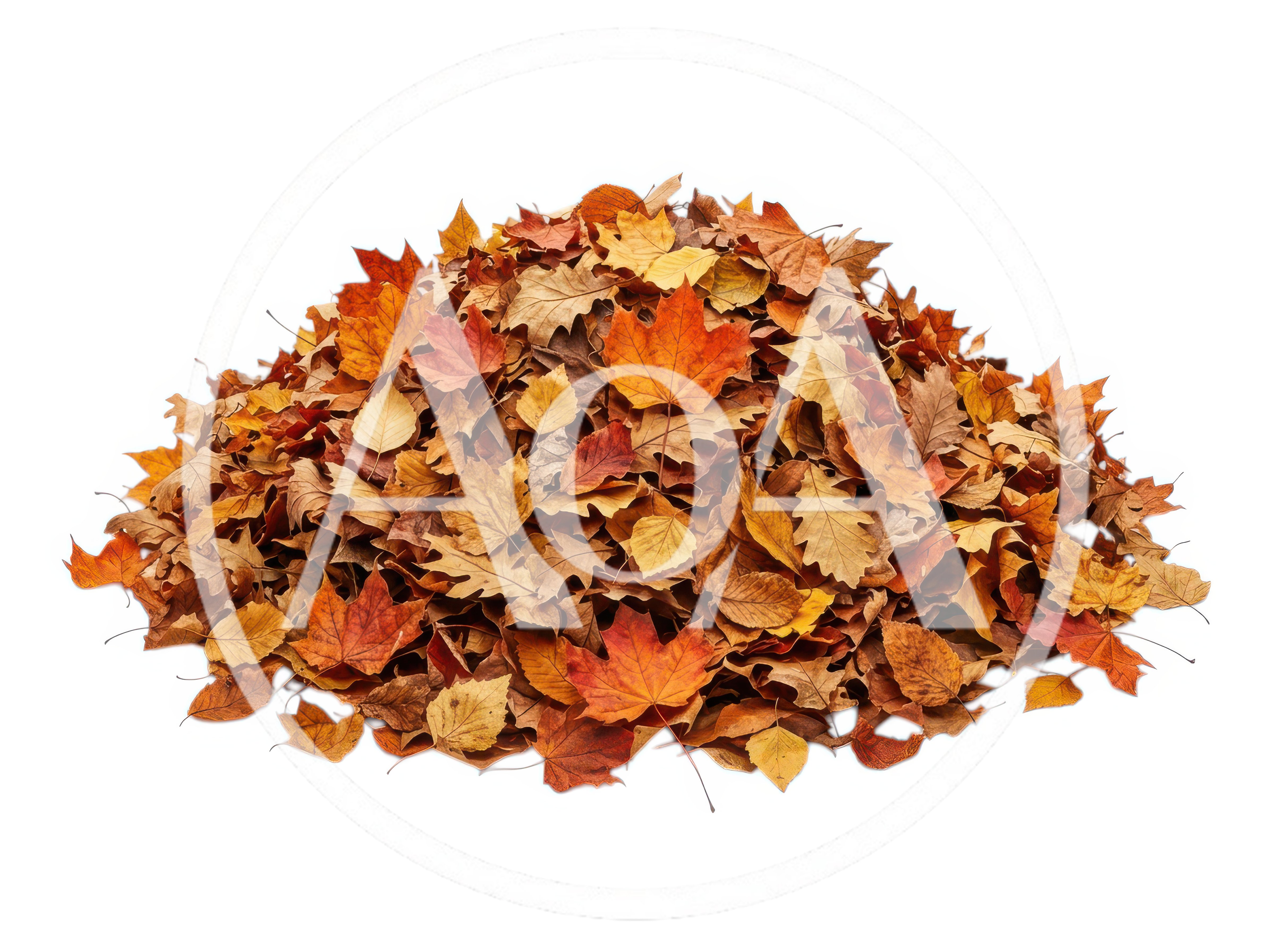Large Pile Of Colorful Autumn Leaves On White Background