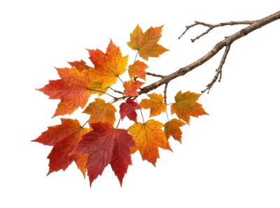 Autumn Maple Branch With Colorful Fall Leaves