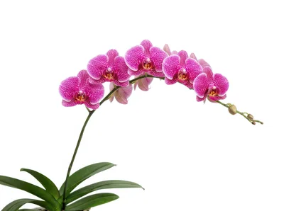 Potted Phalaenopsis Orchid With Vibrant Pink Flowers