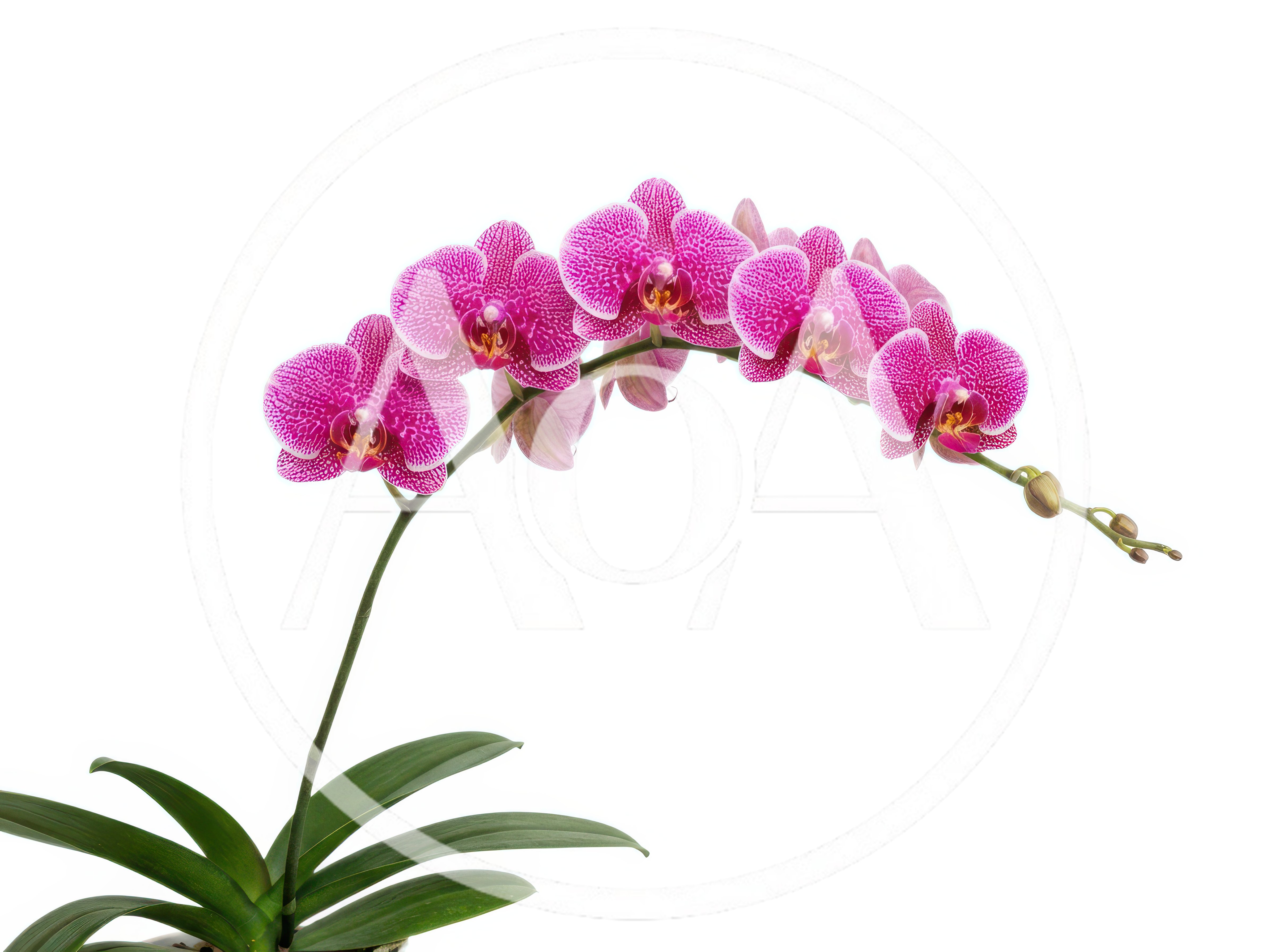 Potted Phalaenopsis Orchid With Vibrant Pink Flowers