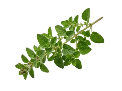 Fresh Green Oregano Herb Sprig Isolated
