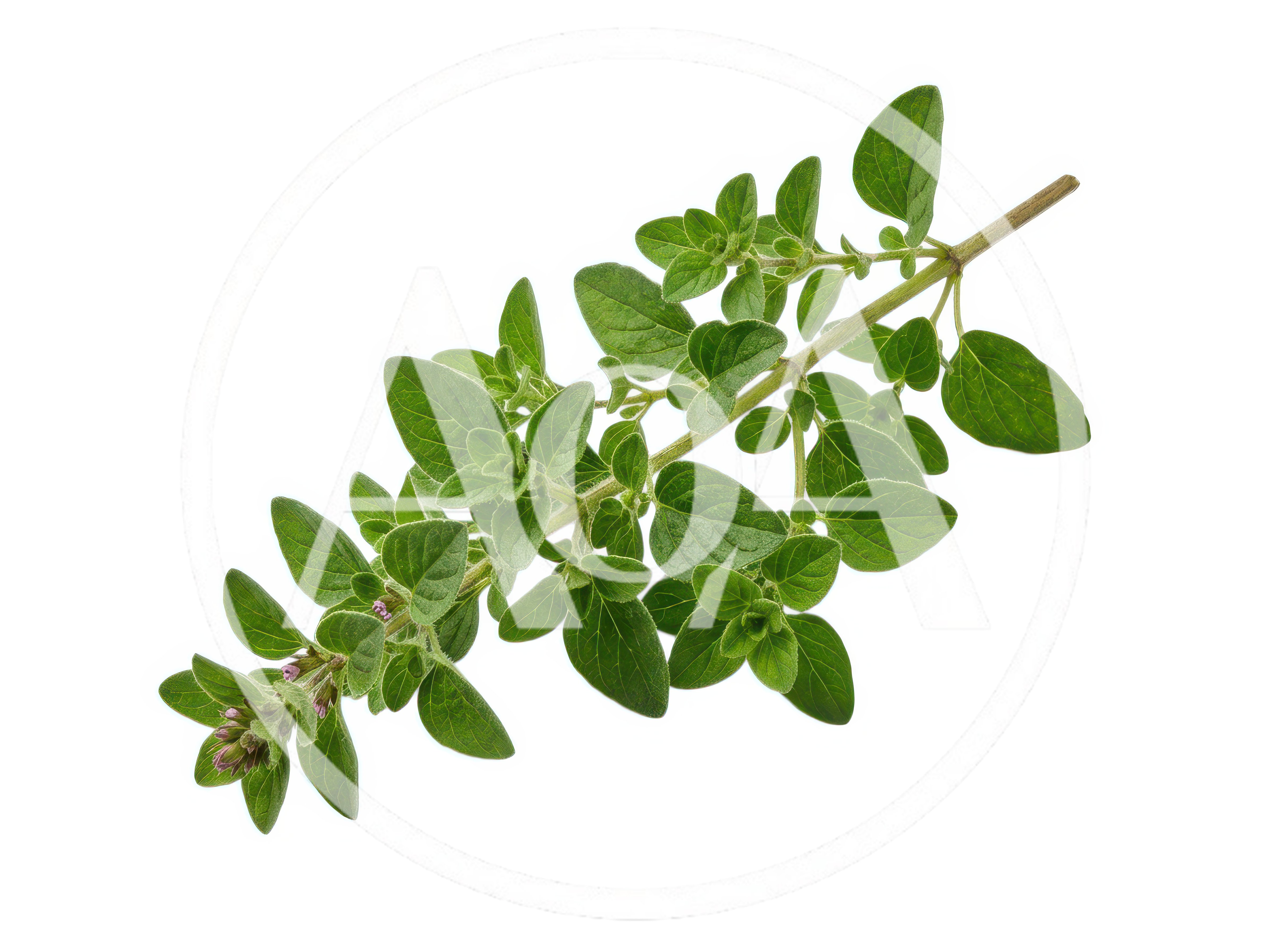 Fresh Green Oregano Herb Sprig Isolated