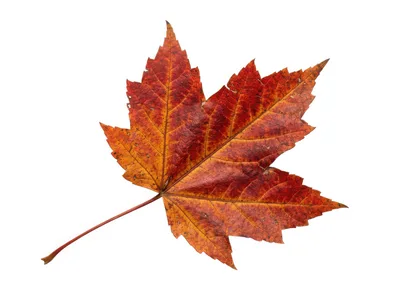 Single Red And Orange Autumn Maple Leaf