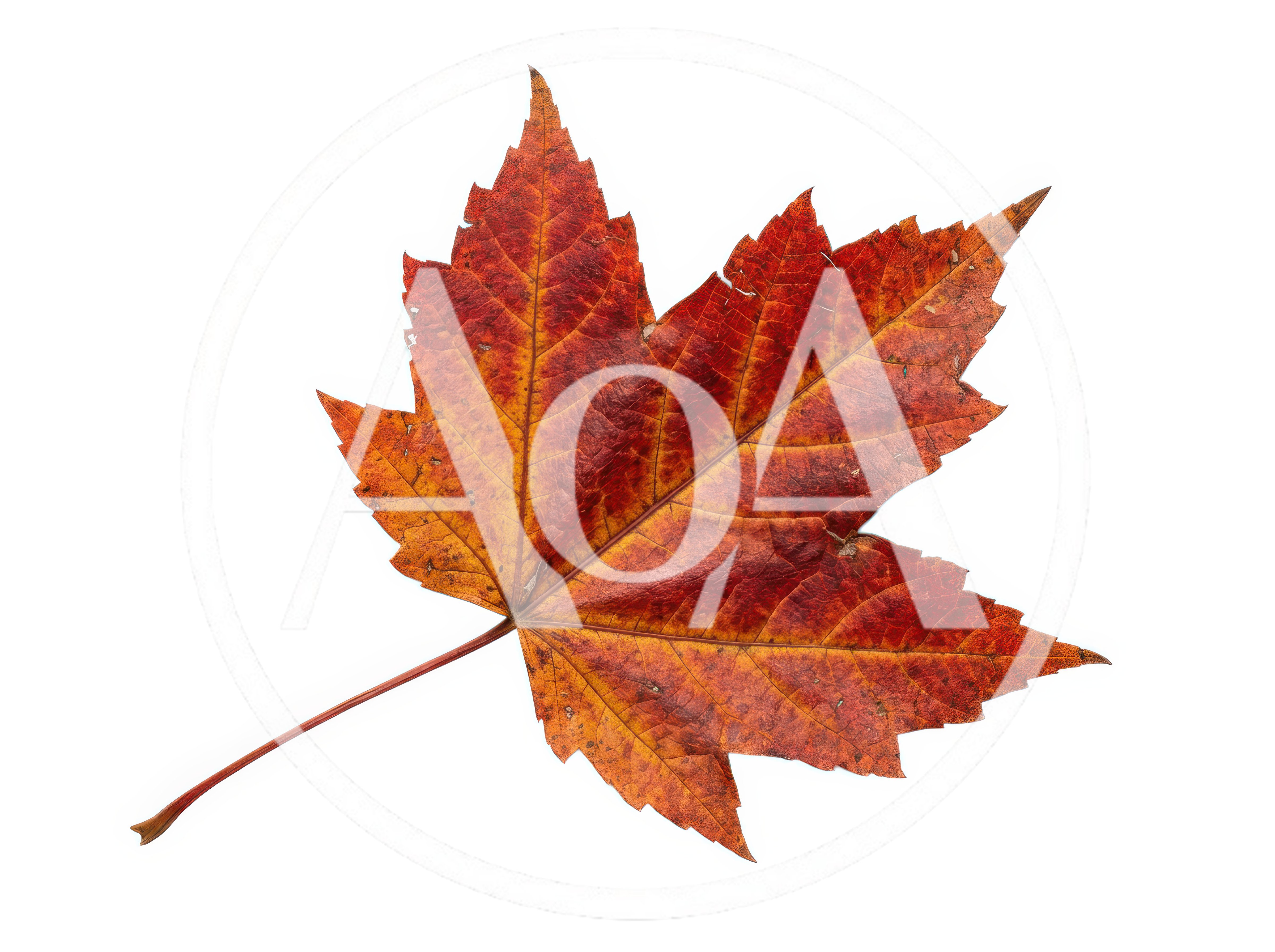 Single Red And Orange Autumn Maple Leaf