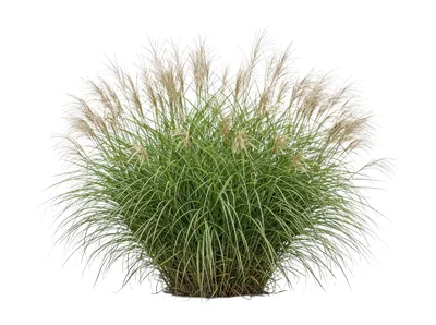 Ornamental Miscanthus Grass Plant Isolated On White Background