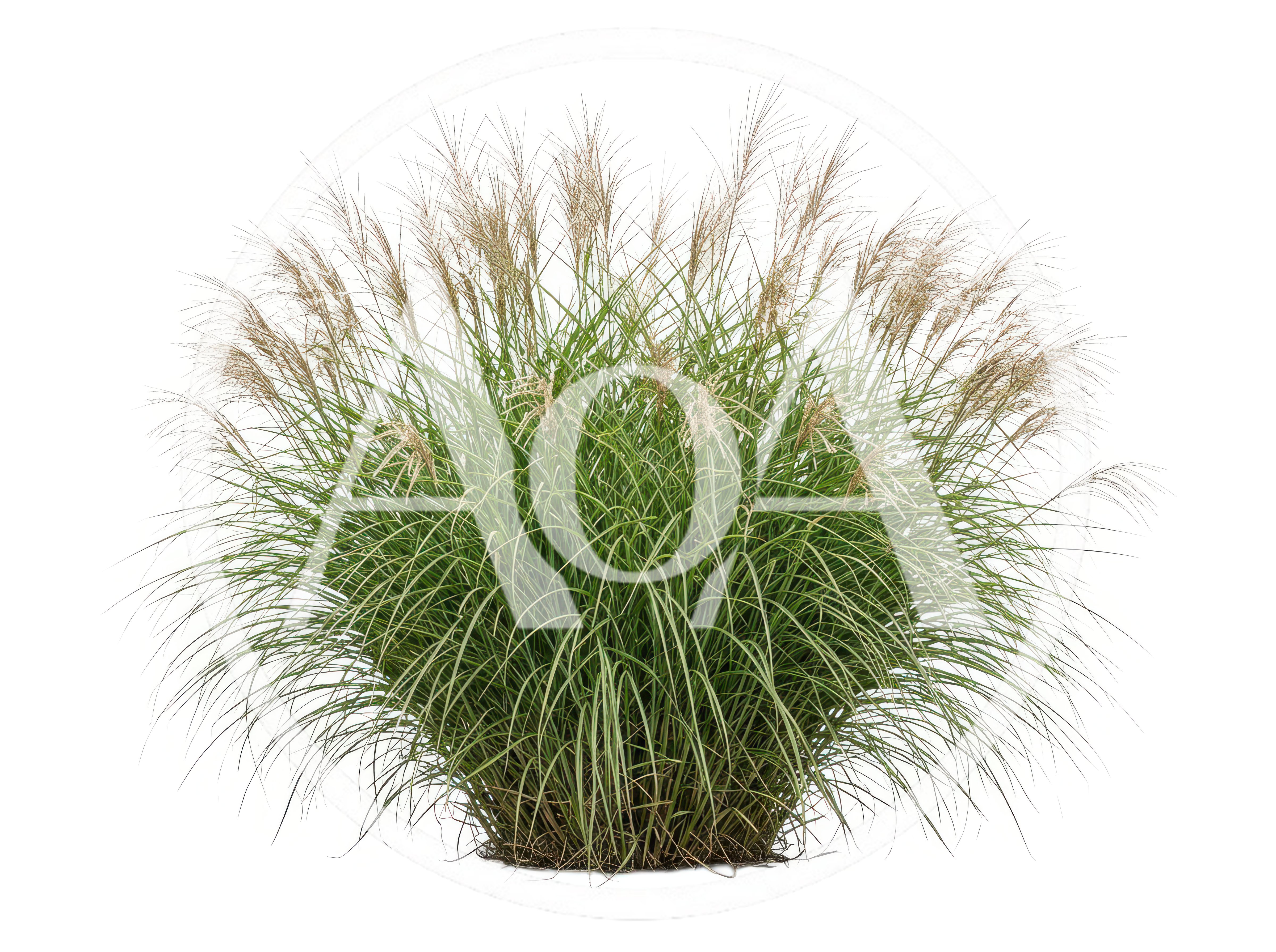 Ornamental Miscanthus Grass Plant Isolated On White Background