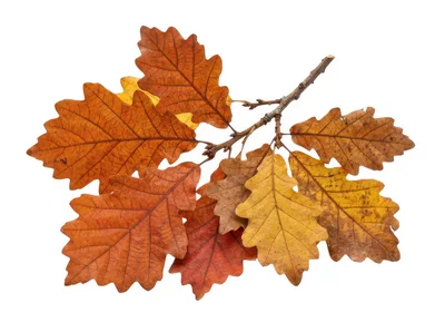 Autumn Oak Leaves Attached To A Branch