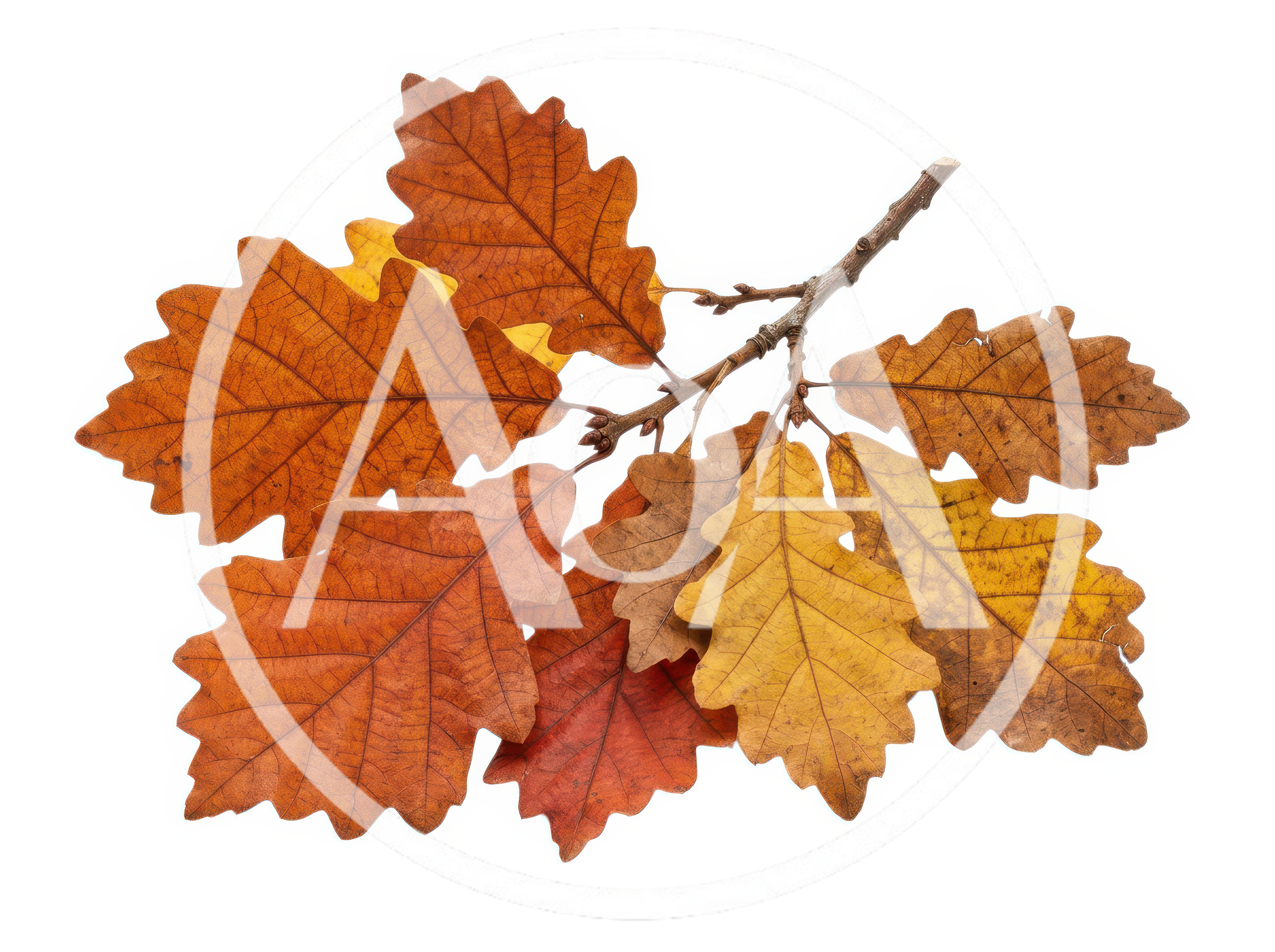 Autumn Oak Leaves Attached To A Branch
