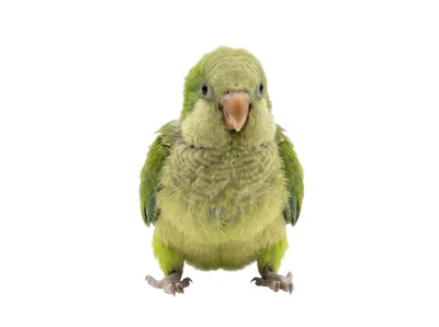 Young Monk Parakeet Standing Against White Background