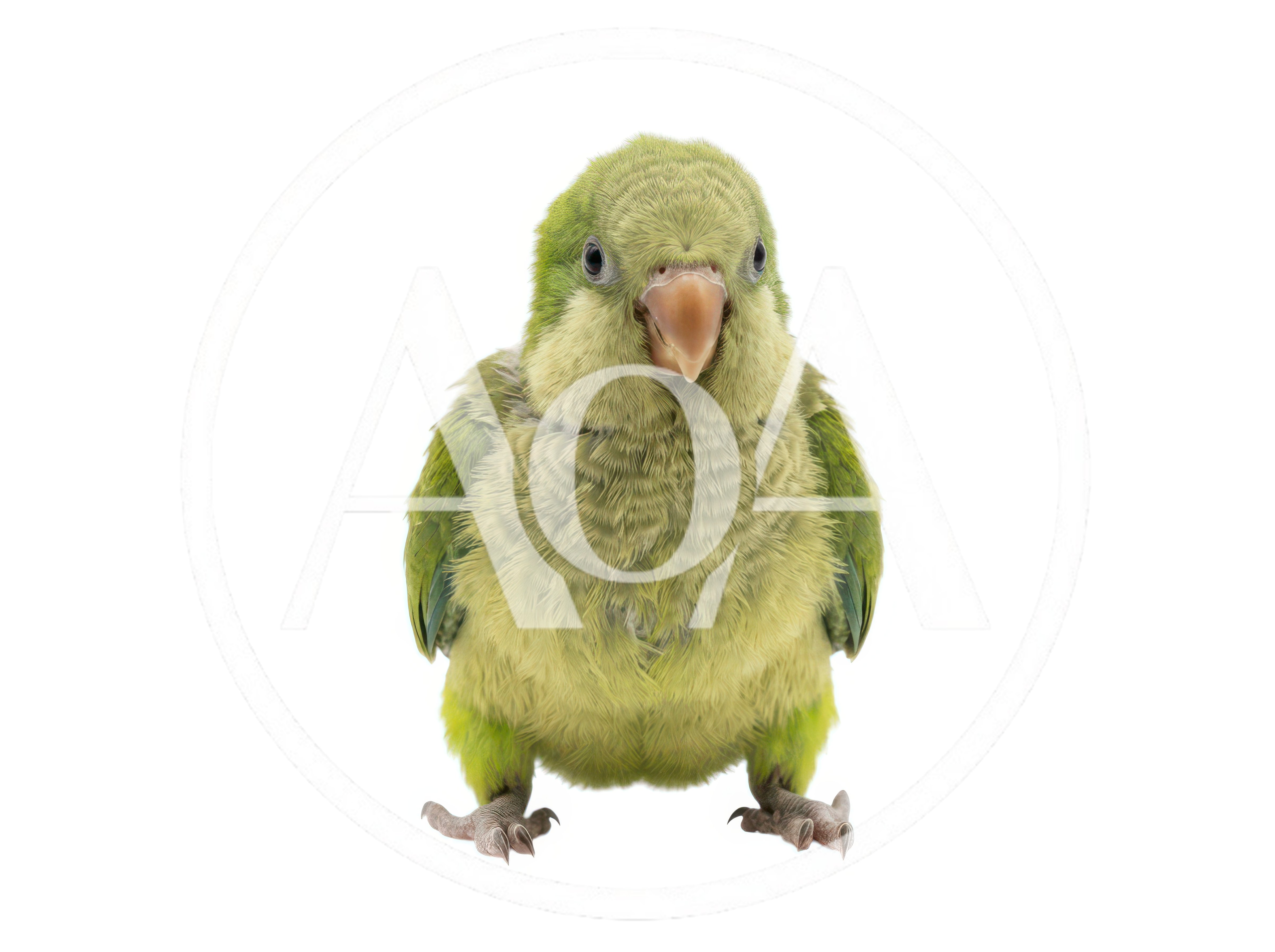 Young Monk Parakeet Standing Against White Background