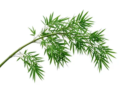 Green Bamboo Branch With Leaves Isolated On White