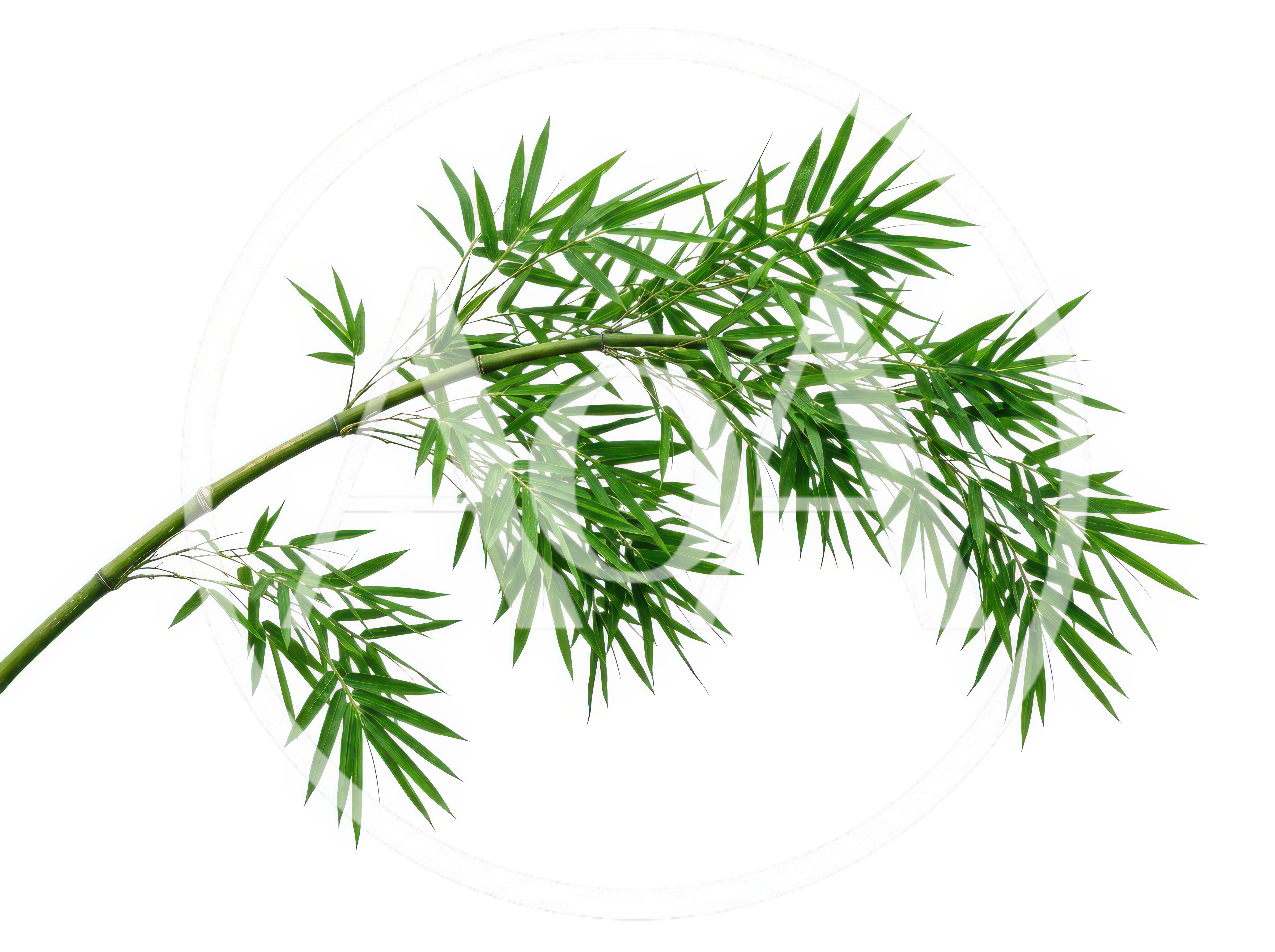 Green Bamboo Branch With Leaves Isolated On White
